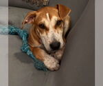 Small #1 Mutt