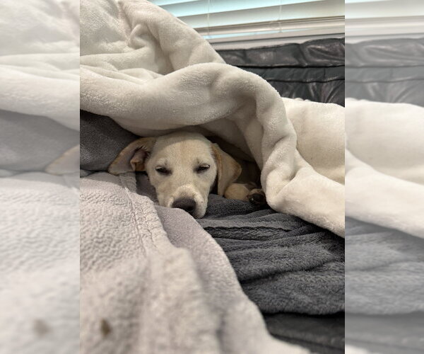 Medium Photo #3 Labrador Retriever-Unknown Mix Puppy For Sale in St. Augustine, FL, USA
