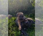 Puppy Rosie Cane Corso