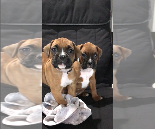 Medium Photo #3 Boxer Puppy For Sale in APPLE CREEK, OH, USA