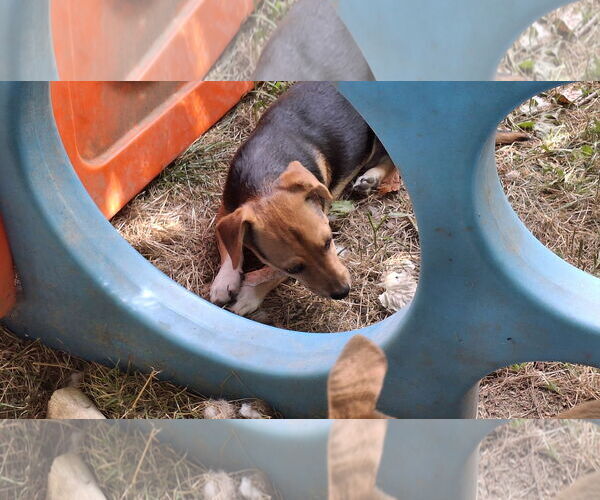 Medium Photo #19 Doxle Puppy For Sale in Sebec, ME, USA