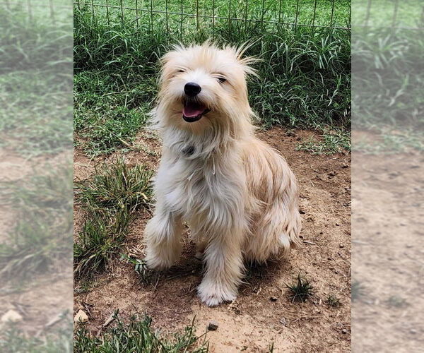 Medium Photo #2 Mutt Puppy For Sale in Fairfax, VA, USA