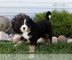 Small #4 Bernese Mountain Dog