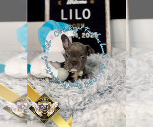 French Bulldog Puppy for sale in ATHENS, GA, USA