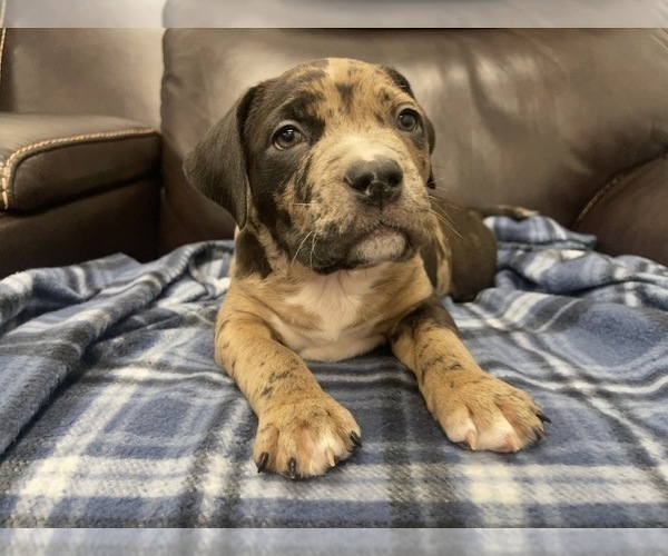Medium Photo #16 American Bully Puppy For Sale in REESEVILLE, WI, USA