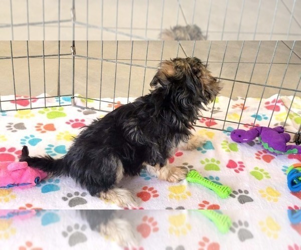 Medium Photo #8 Morkie Puppy For Sale in ORO VALLEY, AZ, USA
