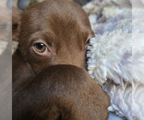 Medium Photo #2 Shepradors Puppy For Sale in McDonough, GA, USA