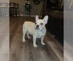 Small Photo #2 French Bulldog Puppy For Sale in FRANKLIN, IN, USA