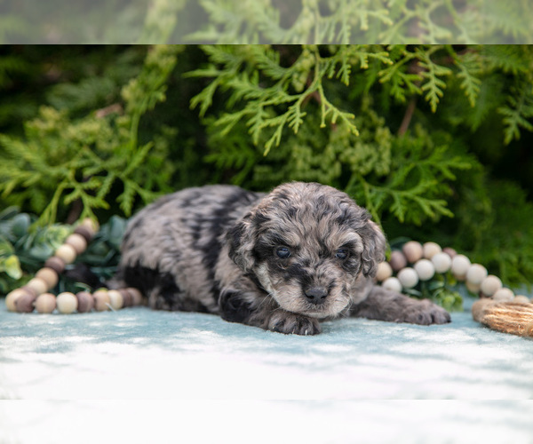 Medium Photo #10 Miniature Bernedoodle Puppy For Sale in BREMEN, IN, USA