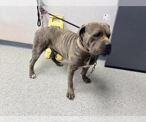 Neapolitan Mastiff-Unknown Mix Dogs for adoption in Visalia, CA, USA