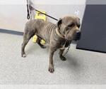 Small Neapolitan Mastiff Mix