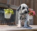 Small Photo #95 Dalmatian Puppy For Sale in GOSHEN, IN, USA