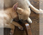 Small #2 Shepradors