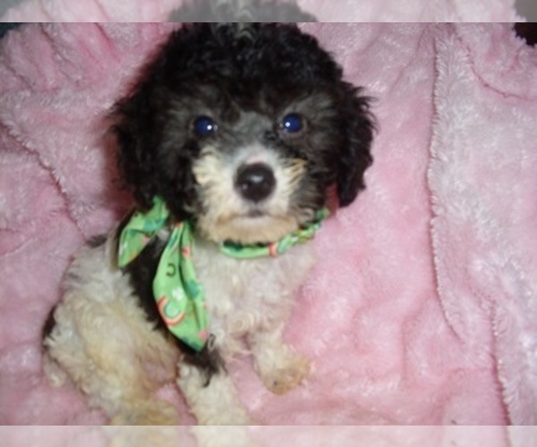 Medium Photo #2 Poodle (Toy) Puppy For Sale in JACKSON, MS, USA