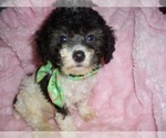 Small #1 Poodle (Toy)