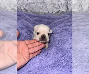 French Bulldog Puppy for sale in SANDY HOOK, KY, USA