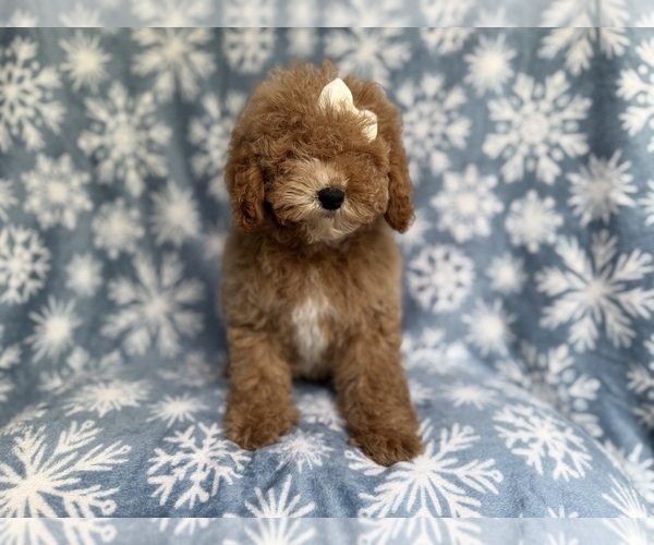 Medium Photo #7 Cock-A-Poo Puppy For Sale in LAKELAND, FL, USA