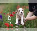 Small #11 Mutt
