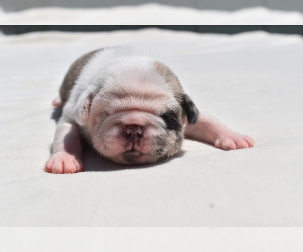 Medium Photo #6 Pug Puppy For Sale in PALM COAST, FL, USA