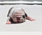 Small #5 Pug