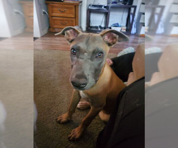 Medium Photo #12 Mutt Puppy For Sale in Sebec, ME, USA