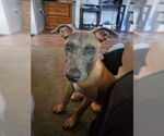 Small #11 Mutt