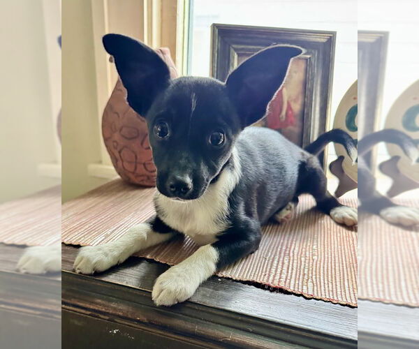 Medium Photo #4  Puppy For Sale in , 