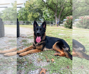 Mother of the German Shepherd Dog puppies born on 09/19/2026