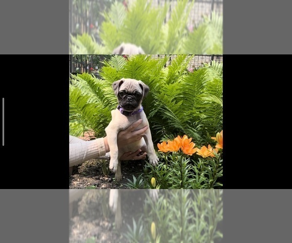 Medium Photo #1 Pug Puppy For Sale in CHICAGO, IL, USA