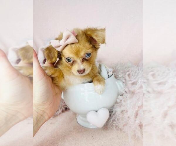 Deals puppyfinder chihuahua