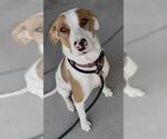 Small English Coonhound Mix