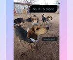 Small #5 Beagle Mix