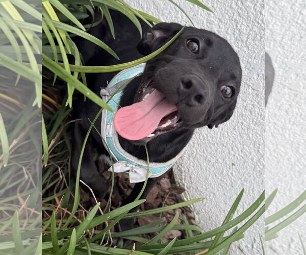 Medium Photo #2 Labrador Retriever-Unknown Mix Puppy For Sale in Sanford, FL, USA
