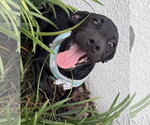 Small #1 Labrador Retriever Mix