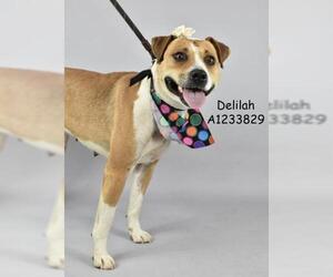 American Pit Bull Terrier-Unknown Mix Dogs for adoption in Bakersfield, CA, USA