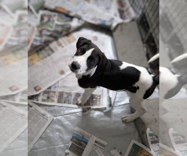 Medium Photo #2 Collie-Labrador Retriever Mix Puppy For Sale in SHERBURNE, NY, USA