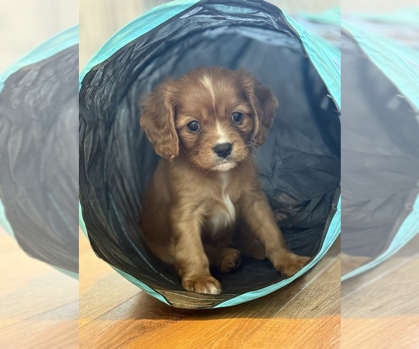 Medium Photo #3 Cavalier King Charles Spaniel Puppy For Sale in ALLIANCE, OH, USA