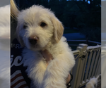 Small Labradoodle