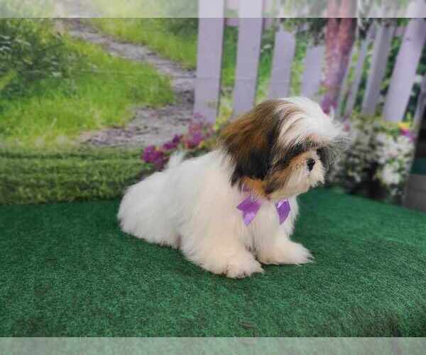 Medium Photo #6 Shih Tzu Puppy For Sale in QUAPAW, OK, USA