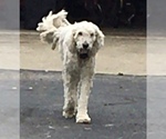 Small Photo #3 Komondor Puppy For Sale in ROSSVILLE, IN, USA