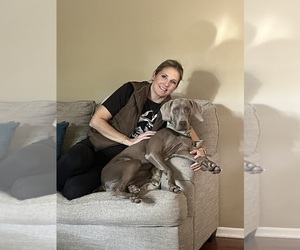 Father of the Weimaraner puppies born on 12/03/2025