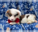 Small Photo #11 Pembroke Welsh Corgi Puppy For Sale in LAKELAND, FL, USA