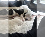 Small #1 American Boston Bull Terrier