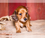 Small #25 Dachshund