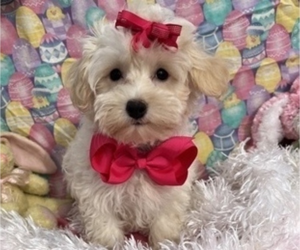 Medium Photo #1 Maltipoo Puppy For Sale in BOLINGBROOK, IL, USA