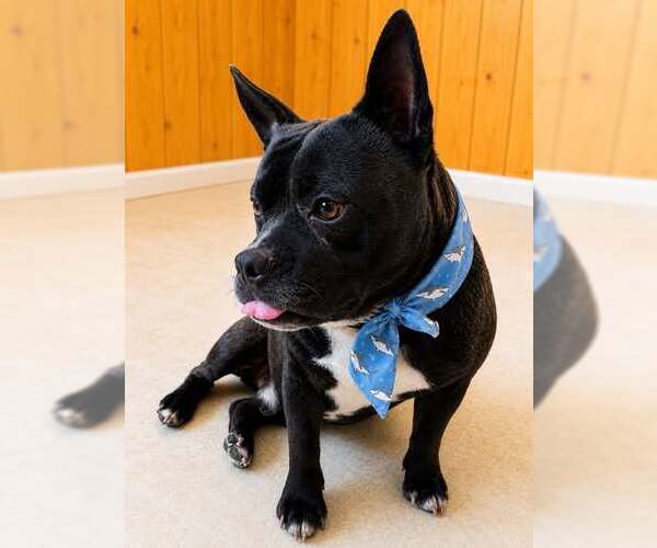 Medium Photo #2 French Bulldog-Unknown Mix Puppy For Sale in Raleigh, NC, USA