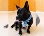 Small #1 French Bulldog Mix