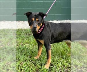Rottweiler-Unknown Mix Dogs for adoption in Naples, FL, USA