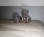 Small Photo #12 French Bulldog Puppy For Sale in PORT READING, NJ, USA