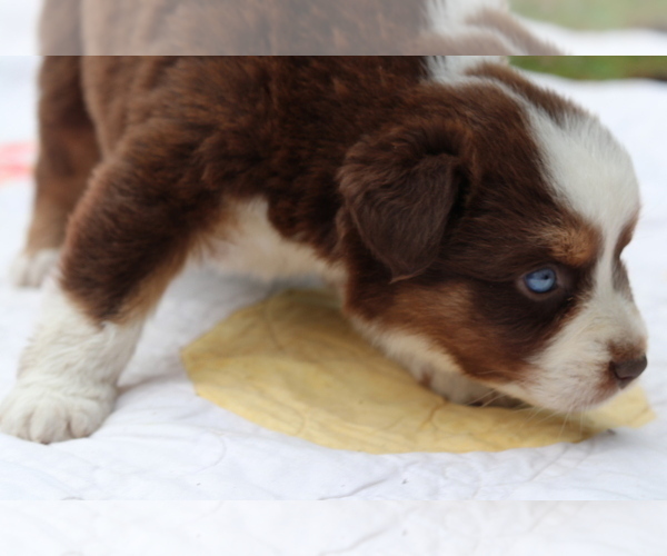 Medium Photo #3 Australian Shepherd Puppy For Sale in NOXON, MT, USA